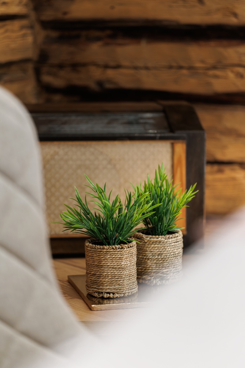Plants on the windowsill
